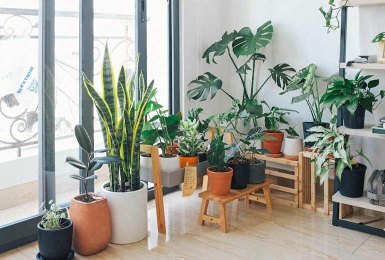 indoor plants